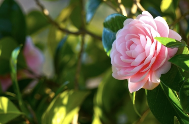 「不安の量を適切にしていくのがカウンセリング」Facebookを更新しました